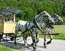 Apfelschimmel eingespannt vor der Kutsche